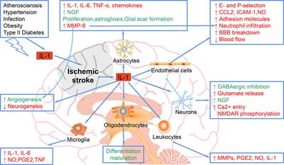 Interleukins and Ischemic Stroke